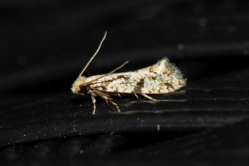 Réf. 239 443 : Nemapogon sp.